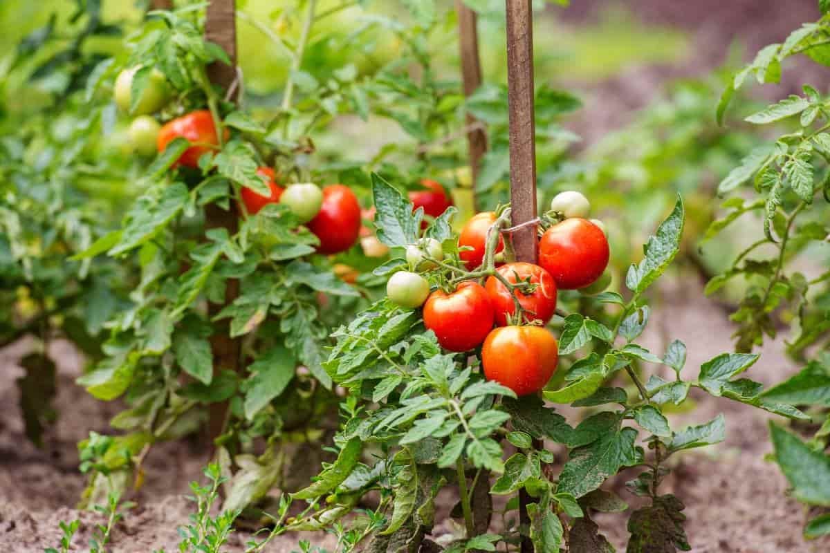  Tomato plant maintenance pruning important instructions and tips 