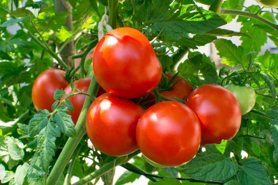 beefsteak tomato plant leaves