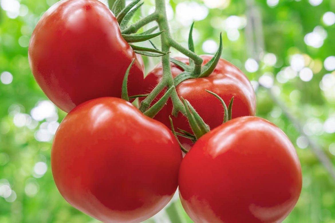 best tomatoes for hot, humid weather