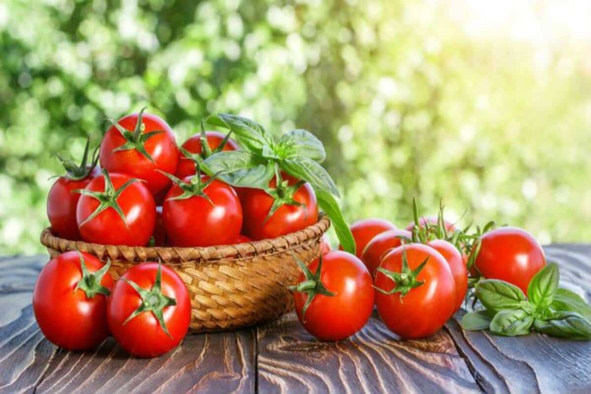  best tomatoes for hot, humid weather 