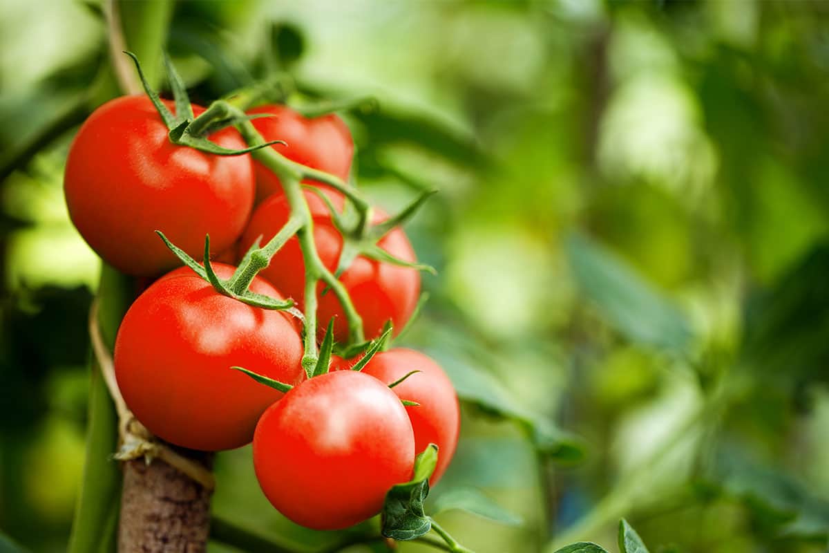  1 Kg Tomato in Lahore Today (Solanum Copernicium) Contains Vitamins A C Calcium 