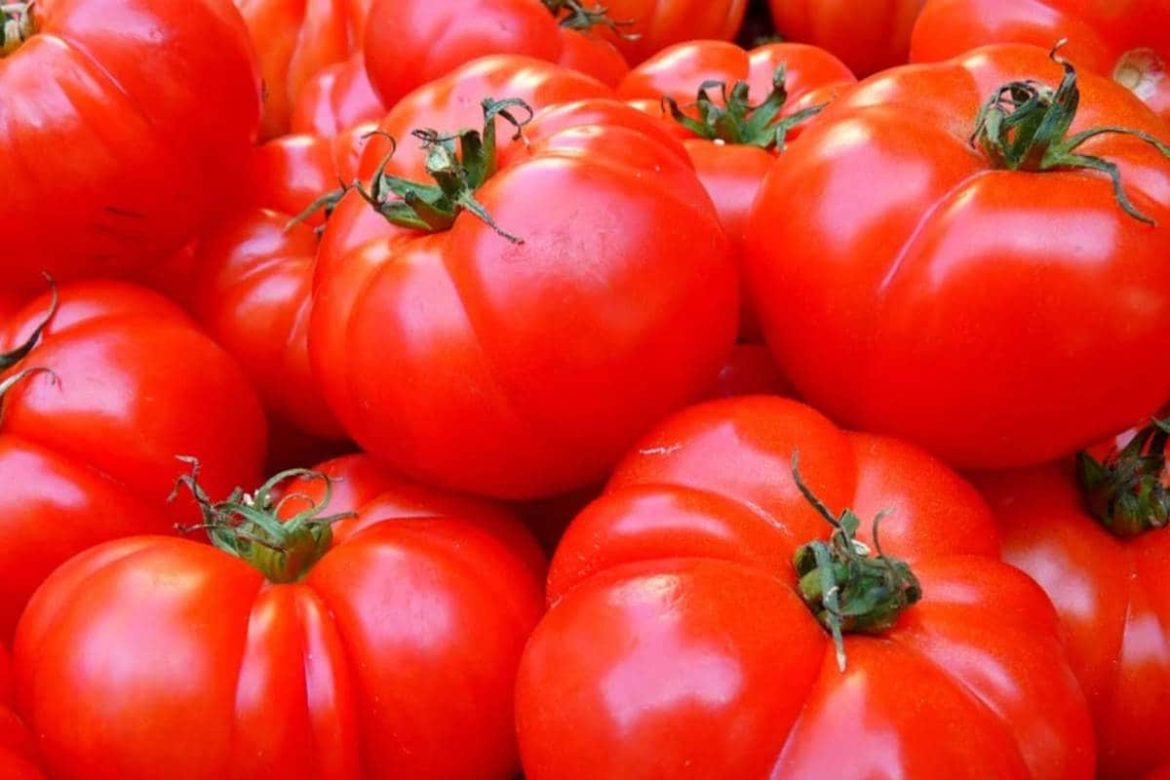 beefsteak tomato plants for sale