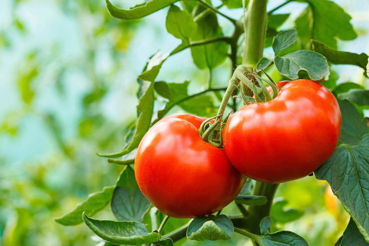  beefsteak tomato plants for sale 