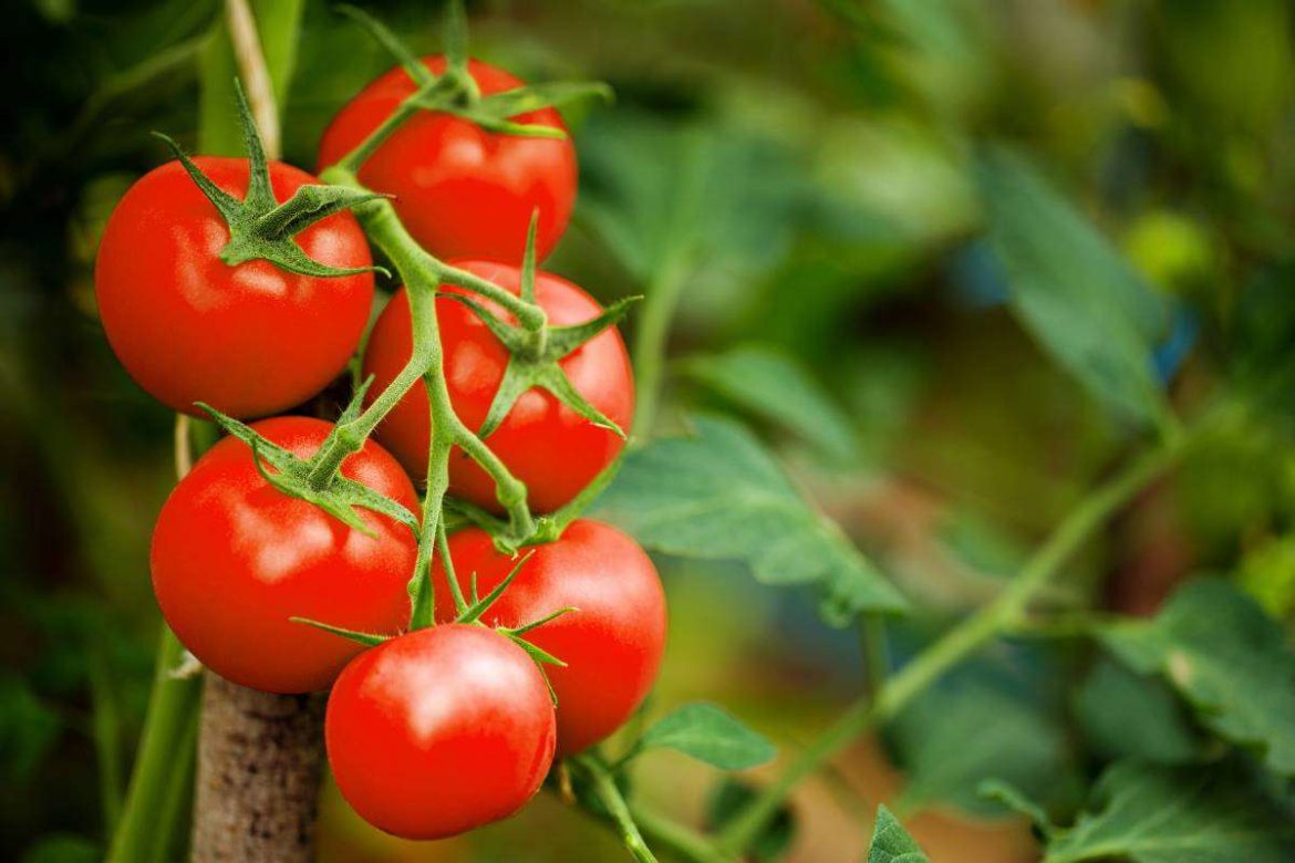 cherry tomato plant height