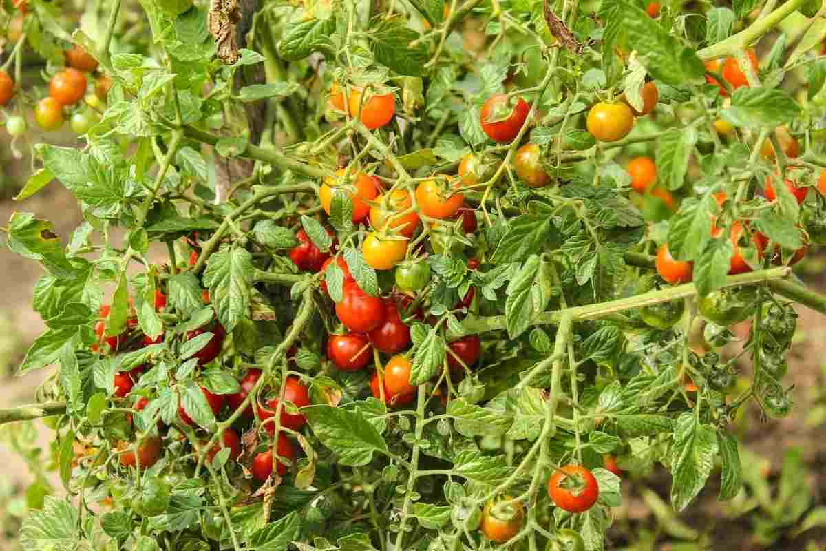  cherry tomato plant height 