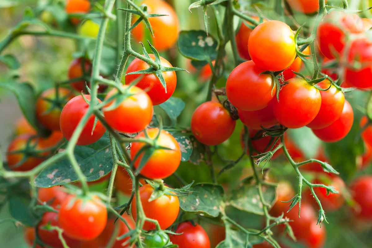  cherry tomato plant height 