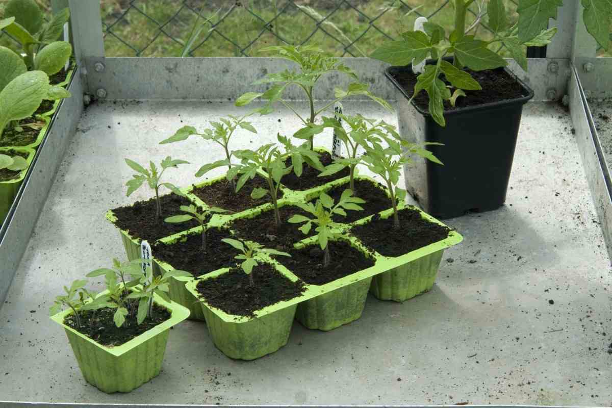  Grow tomatoes inside apartment with interesting methods 