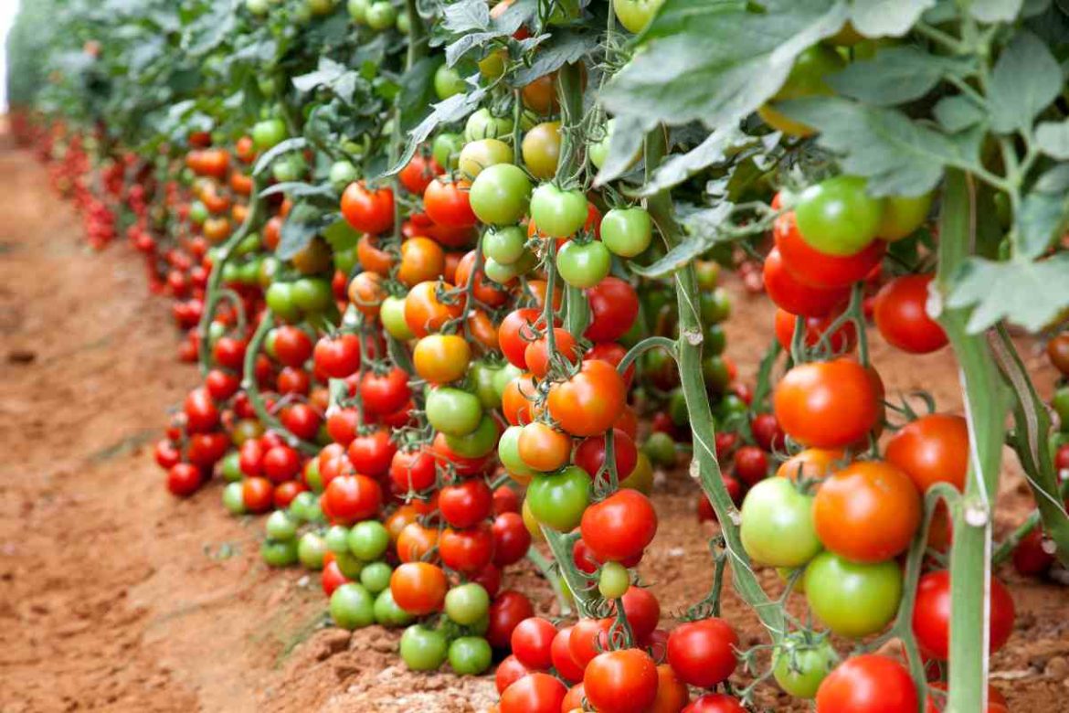 Heat-tolerant determinate tomatoes