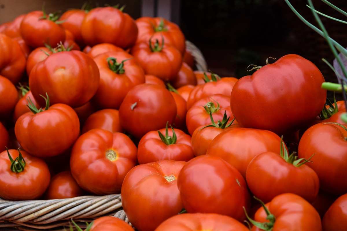  Heat-tolerant determinate tomatoes 