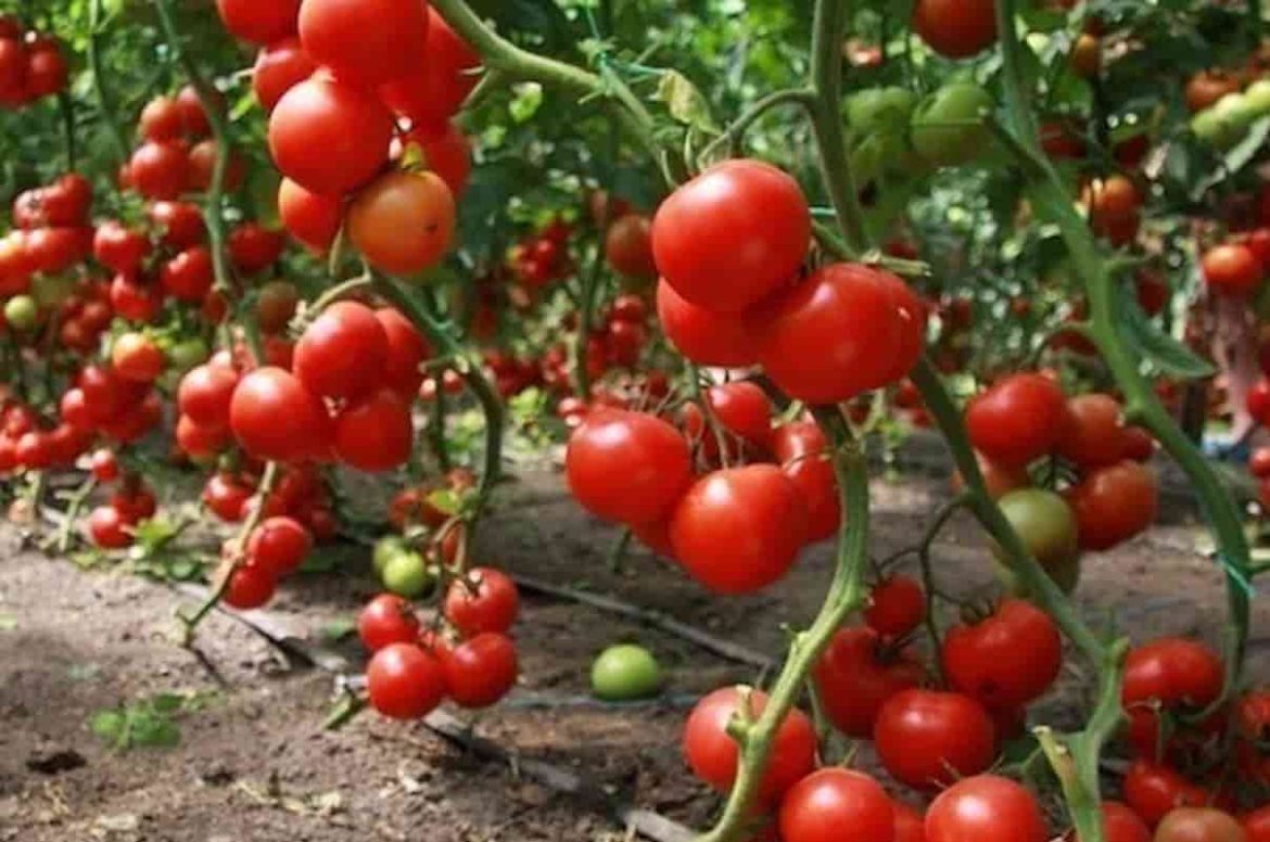  Tomato growing secrets soil preparation, required amount of water