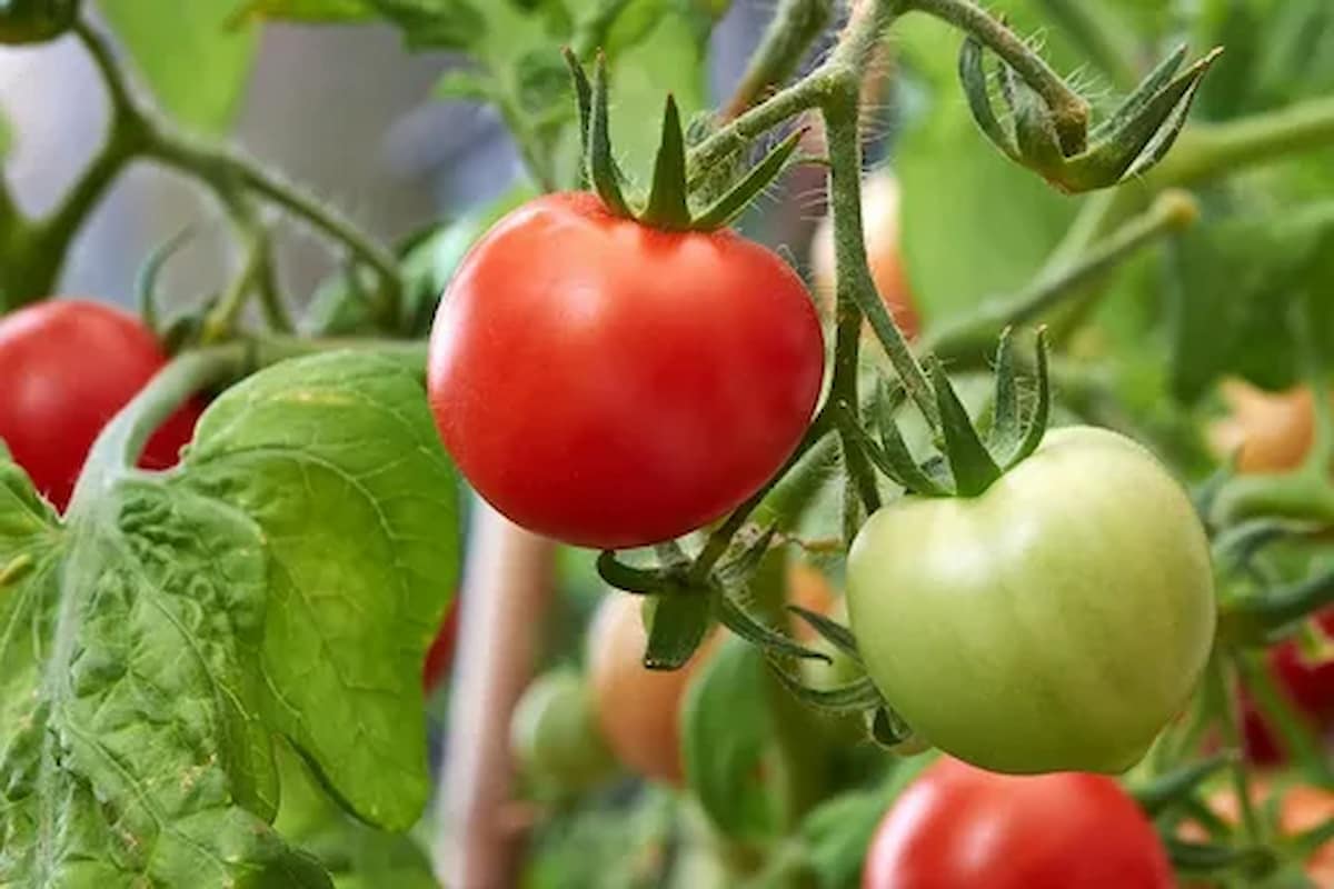   Tomato growing secrets soil preparation, required amount of water 