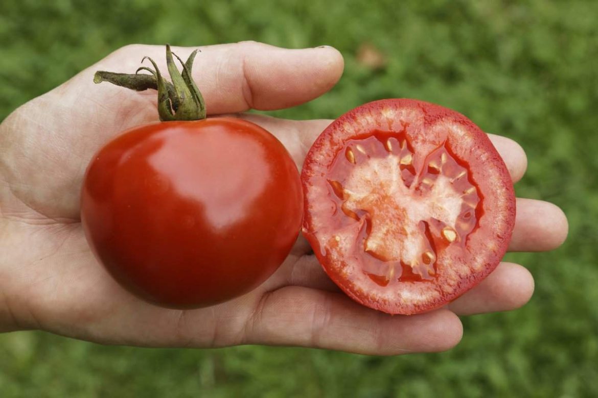 Big mama tomatoes wholesale price