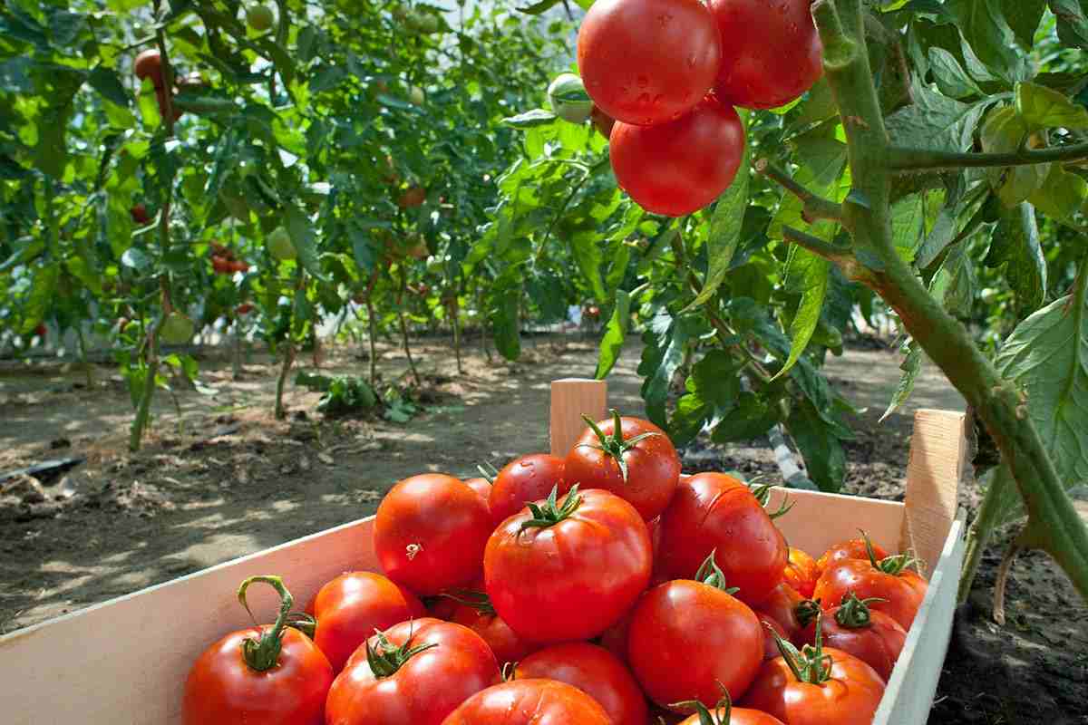  Big mama tomatoes wholesale price 
