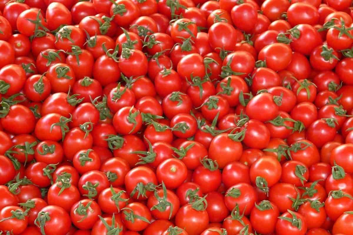  Tomato good for lowering cholesterol 