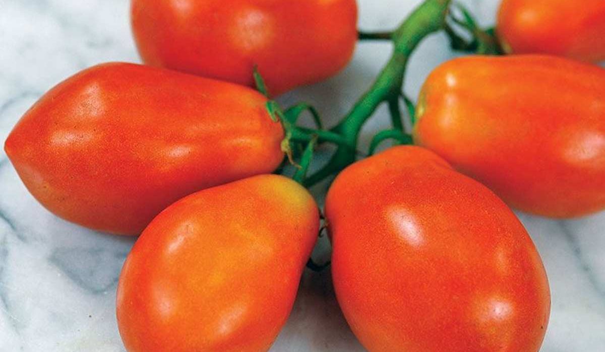  Seasonal Roma Tomato Price List in 2023 
