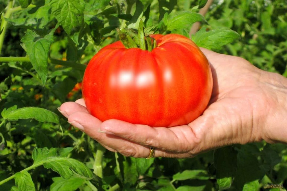 Price Beefsteak Tomato + Wholesale buying and selling