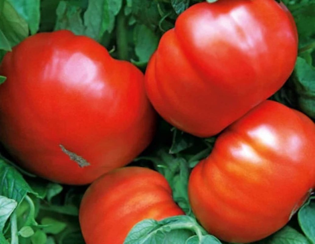  Price Beefsteak Tomato + Wholesale buying and selling 