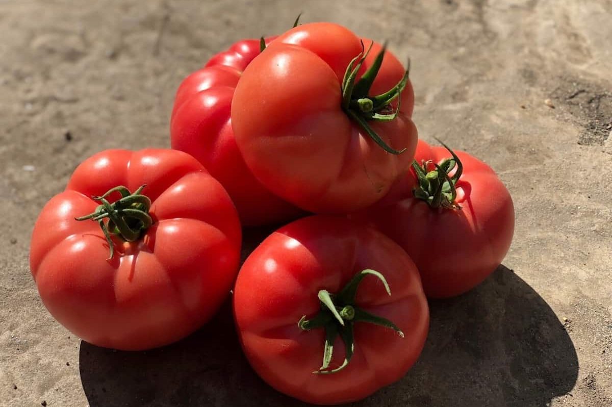  Price Beefsteak Tomato + Wholesale buying and selling 