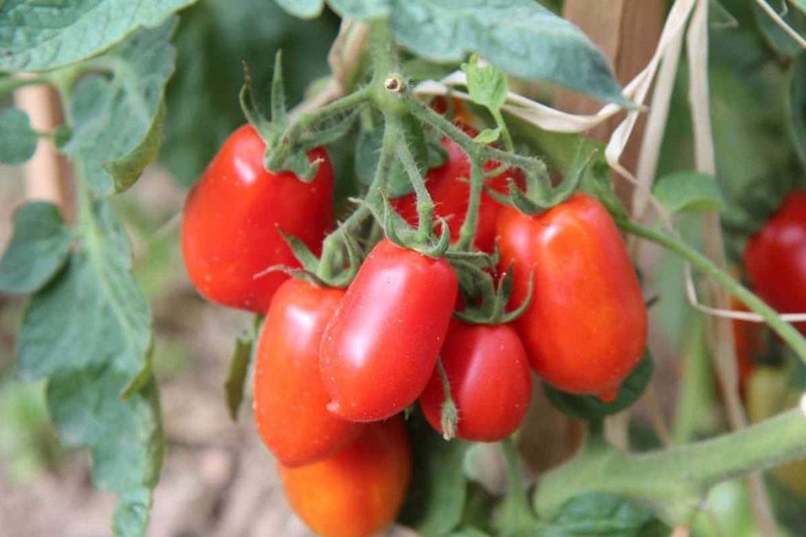 roma tomato plant wilting