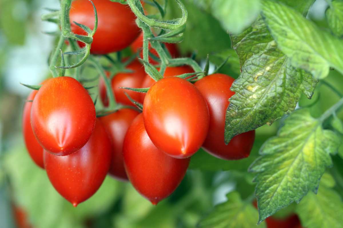  roma tomato plant wilting 