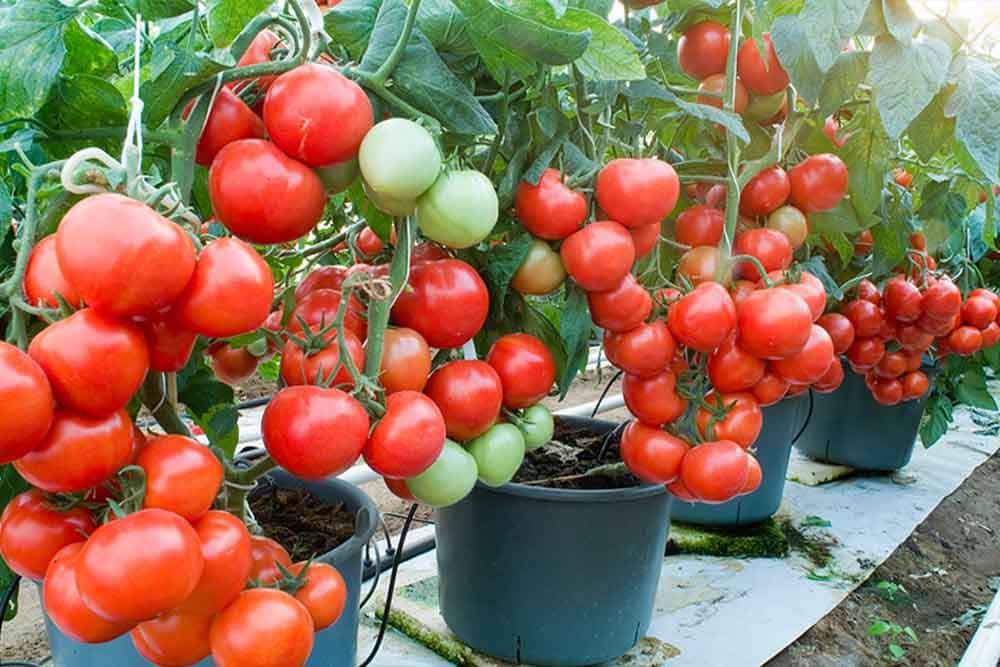  Potted Tomato Plants Price + Wholesale and Cheap Packing Specifications 