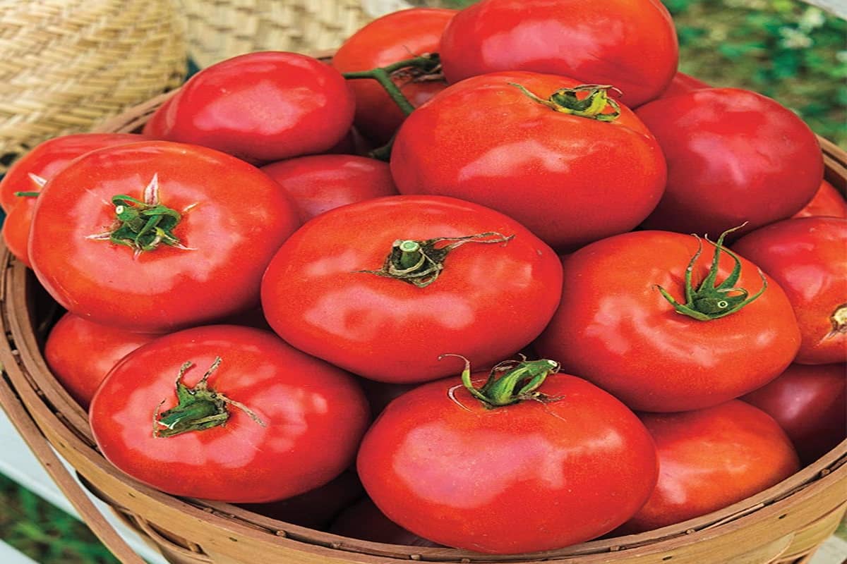 Hybrid Tomato Today in Kolar; Unique Flavor Texture Pests Diseases Resistance 