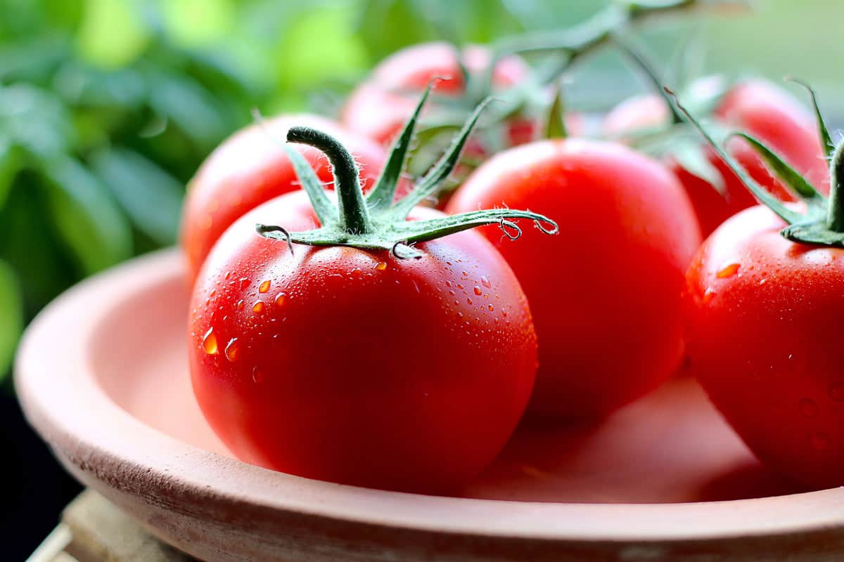  Pakistan Tomato Today Per Kg; Contain Vitamin C Folate Regulate Blood Sugar Pressure 