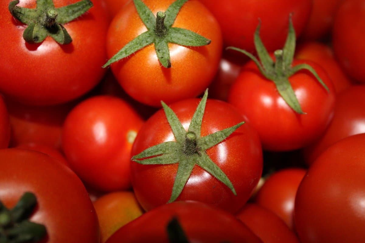  Karnataka Tomato Today; Contains Potassium Folate Vitamin C Cure Muscle Pain 