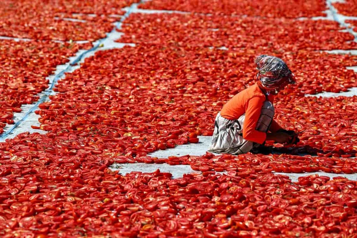 Sun Dried Tomatoes in Pakistan; Chewy Texture Red Orange Color Protein Source