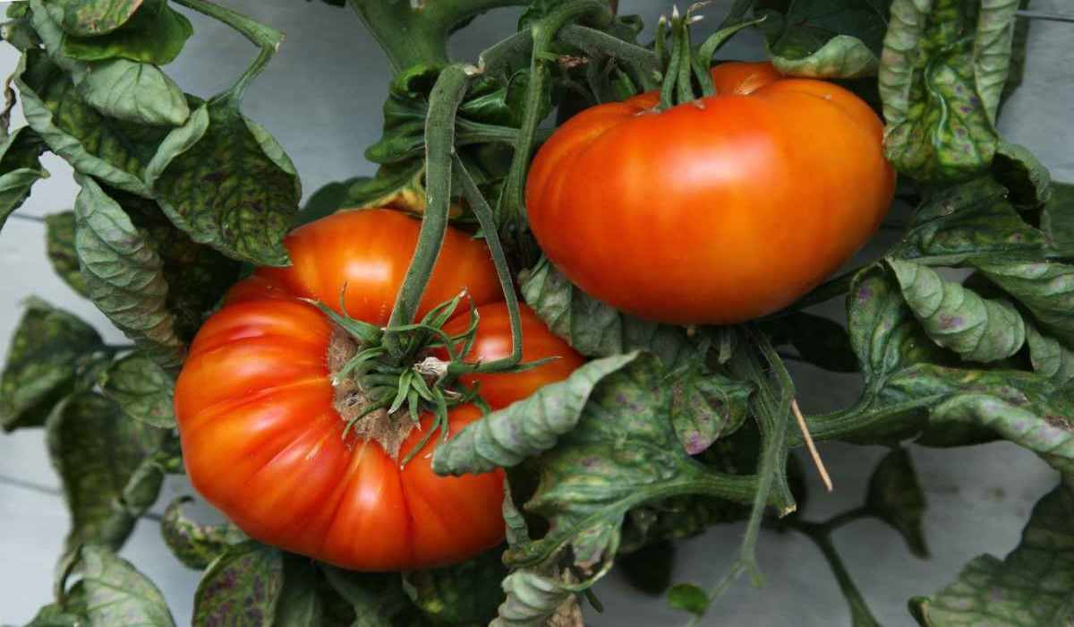  Buy beefsteak tomato plant At an Exceptional Price 