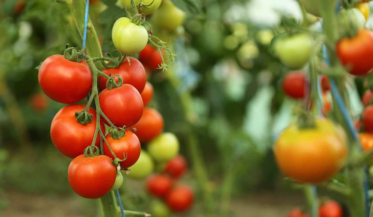  Buy beefsteak tomato plant At an Exceptional Price 