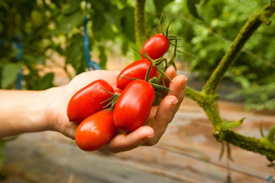 Sri Lanka Tomato in Indian Rupees; Sweet Juicy Taste Inflammation Reducer (Vitamin C A)