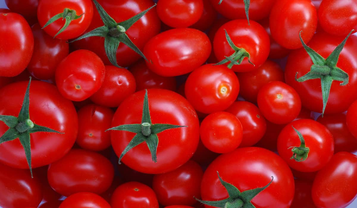  Tomatoe Statistics Purchase Price + Sales In Trade And Export 