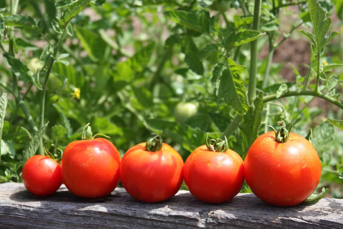 what is vf tomato + purchase price of vf tomato