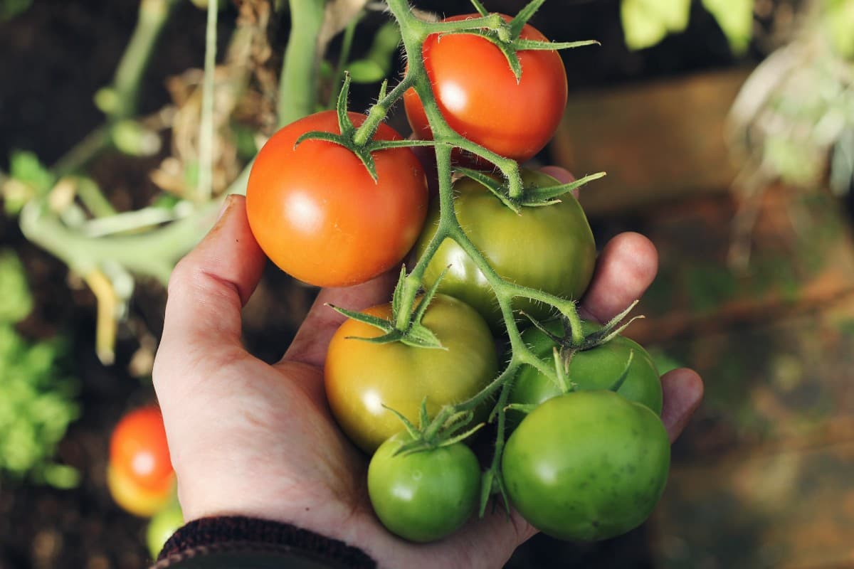  what is vf tomato + purchase price of vf tomato 