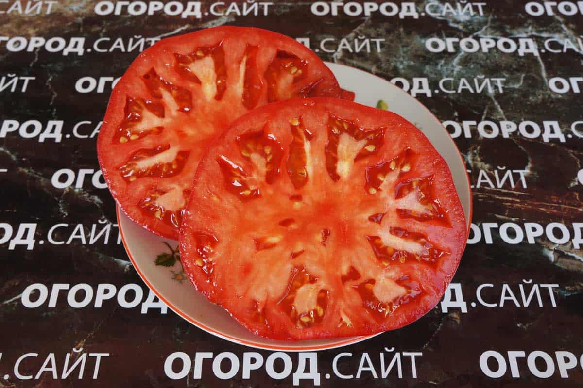  Supply beefsteak tomato plants for sale 
