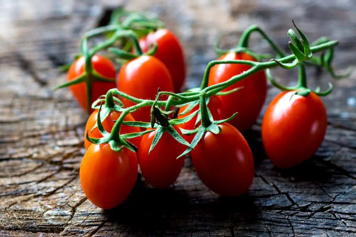  Cherry Tomato per kg; Carotenoids Content 4 Color Red Yellow Green Black 