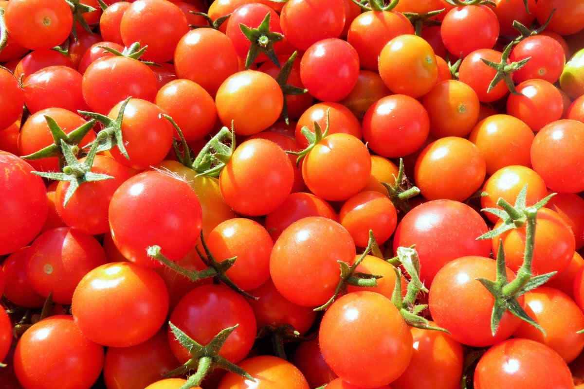  Getting to know roma tomato + the exceptional price of buying roma tomato 