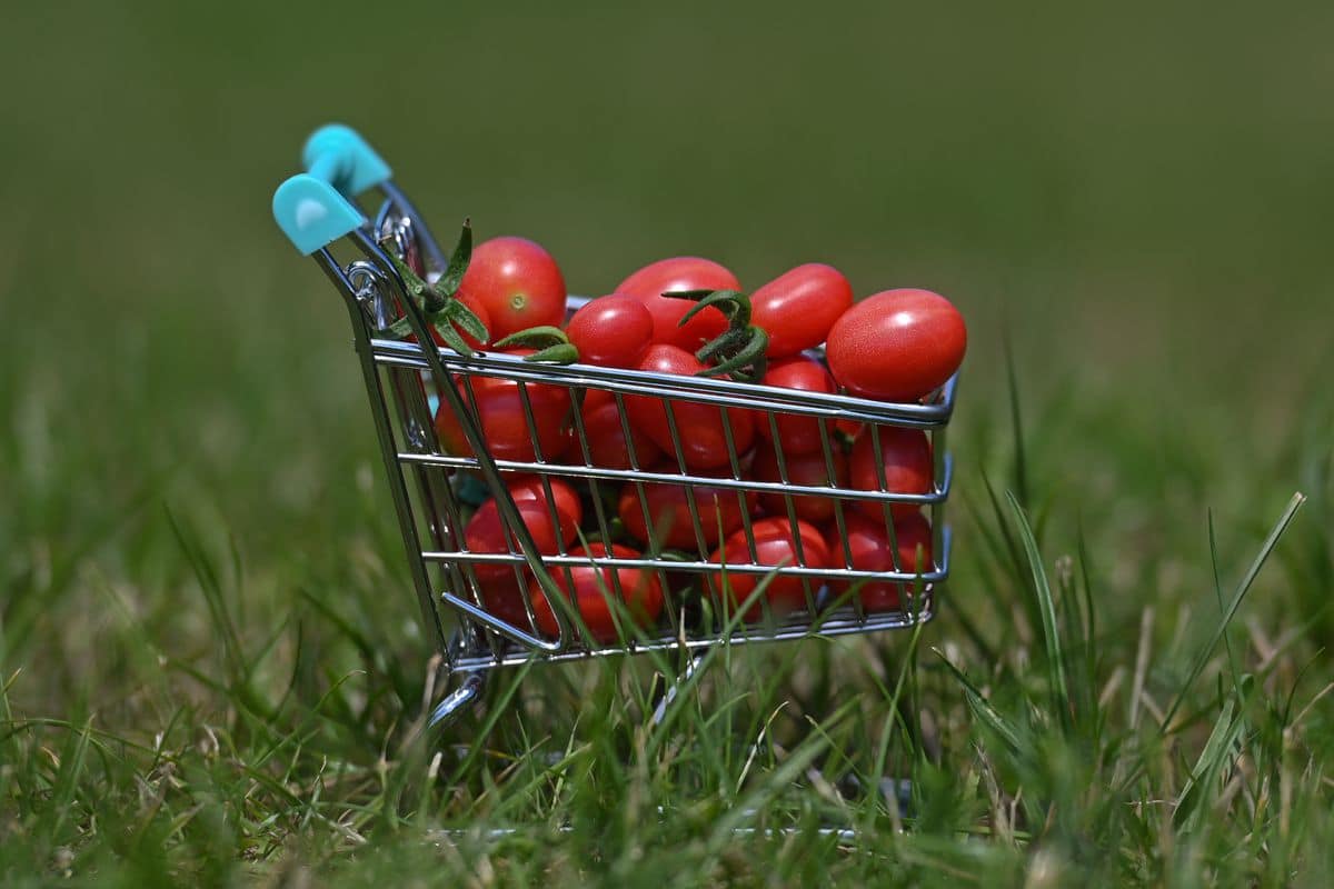  Getting to know roma tomato + the exceptional price of buying roma tomato 