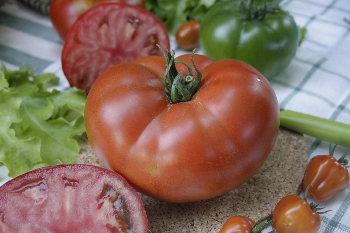  Buy best beefsteak tomato plant varieties 