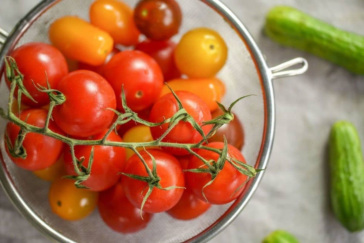  Cherry Tomato per kg; Carotenoids Content 4 Color Red Yellow Green Black 