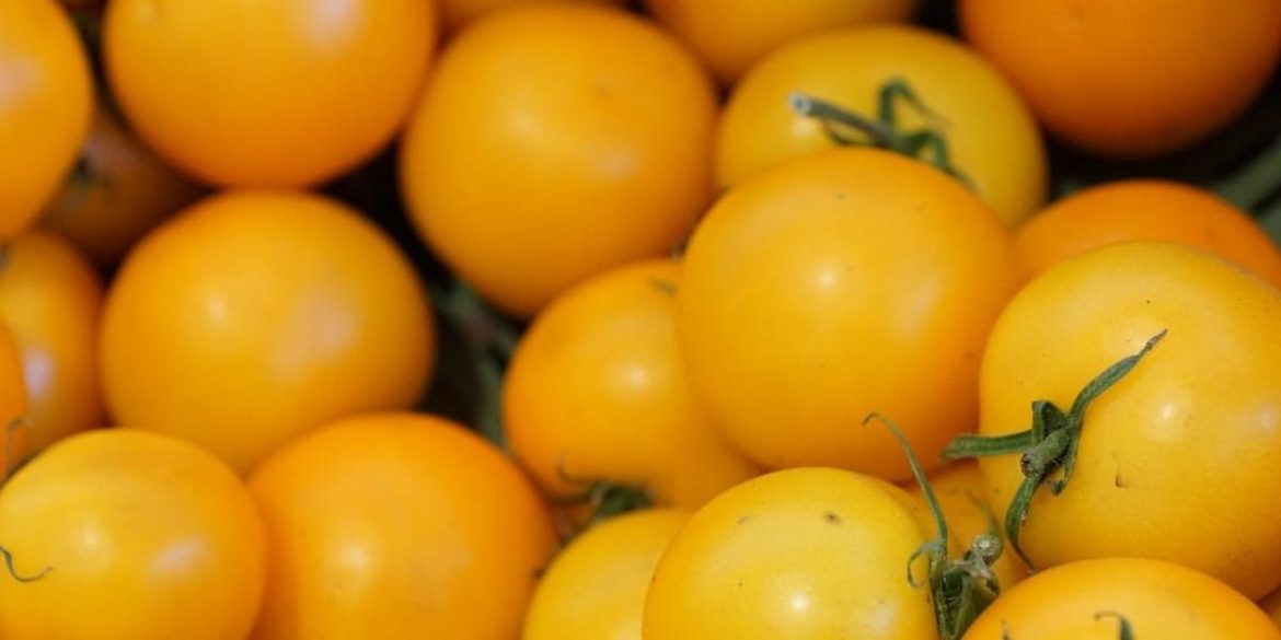 Yellow grape tomatoes supply shortage uk