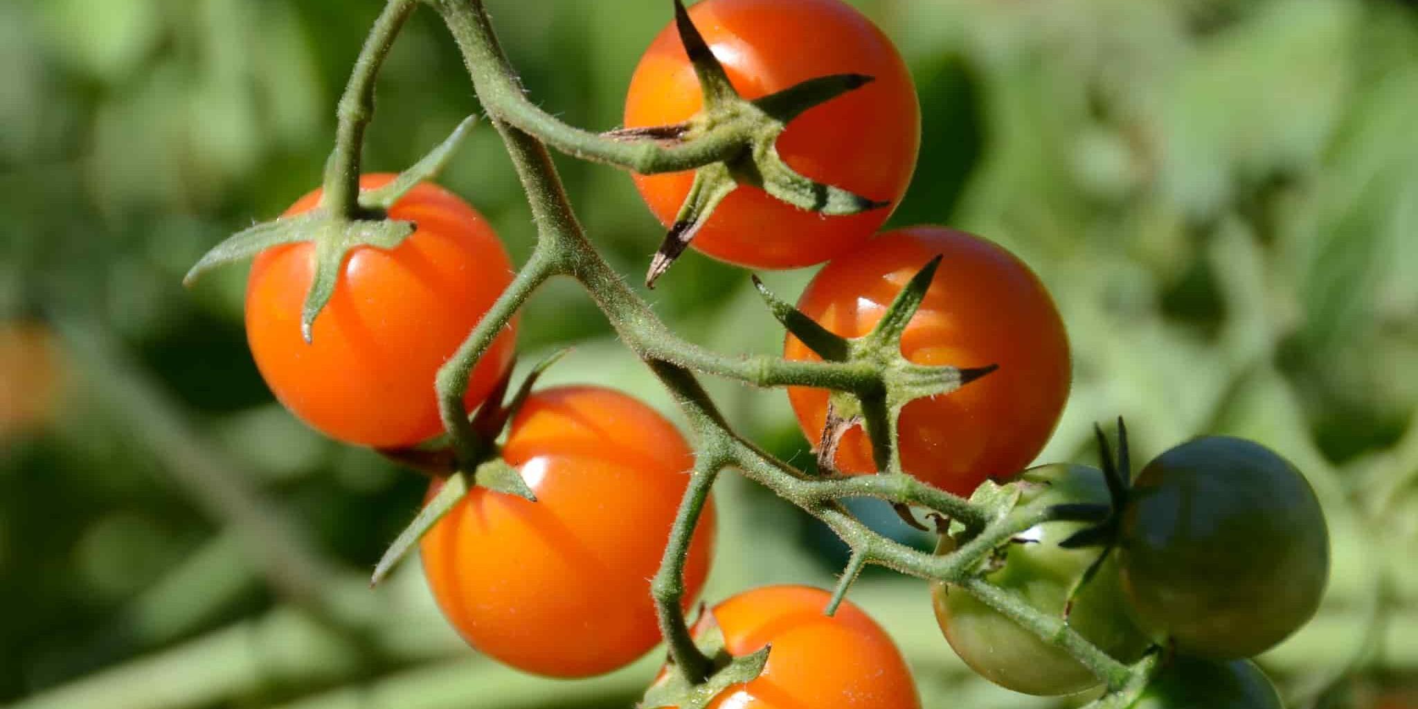  Yellow grape tomatoes supply shortage uk 