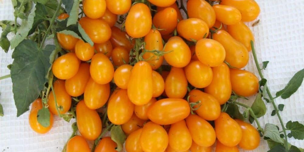  Yellow grape tomatoes supply shortage uk 