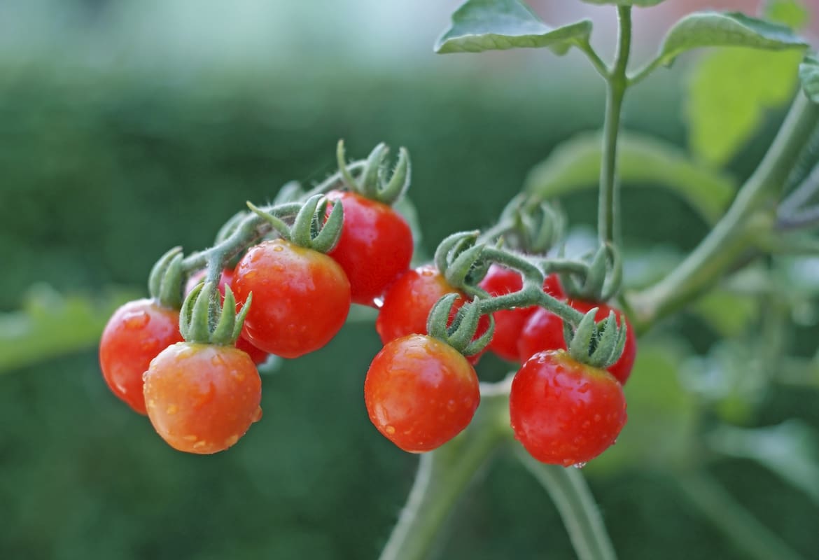  Introducing red grape tomatoes + the best purchase price 