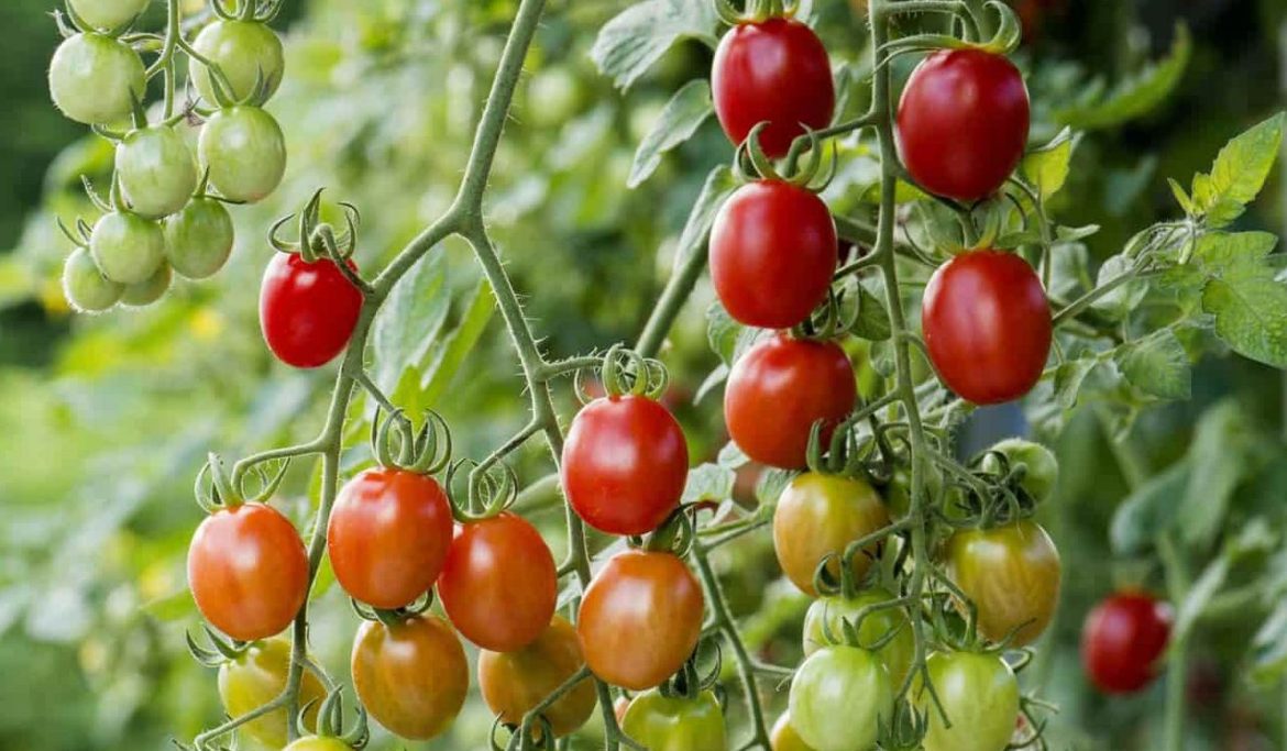 cherry grape tomato | Sellers at reasonable prices cherry grape tomato