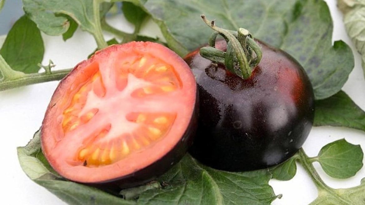 Black and Blue Grape Tomatoes Boxing + The Best Buy Price