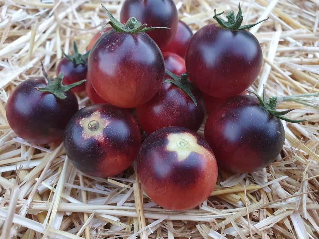  Black and Blue Grape Tomatoes Boxing + The Best Buy Price 