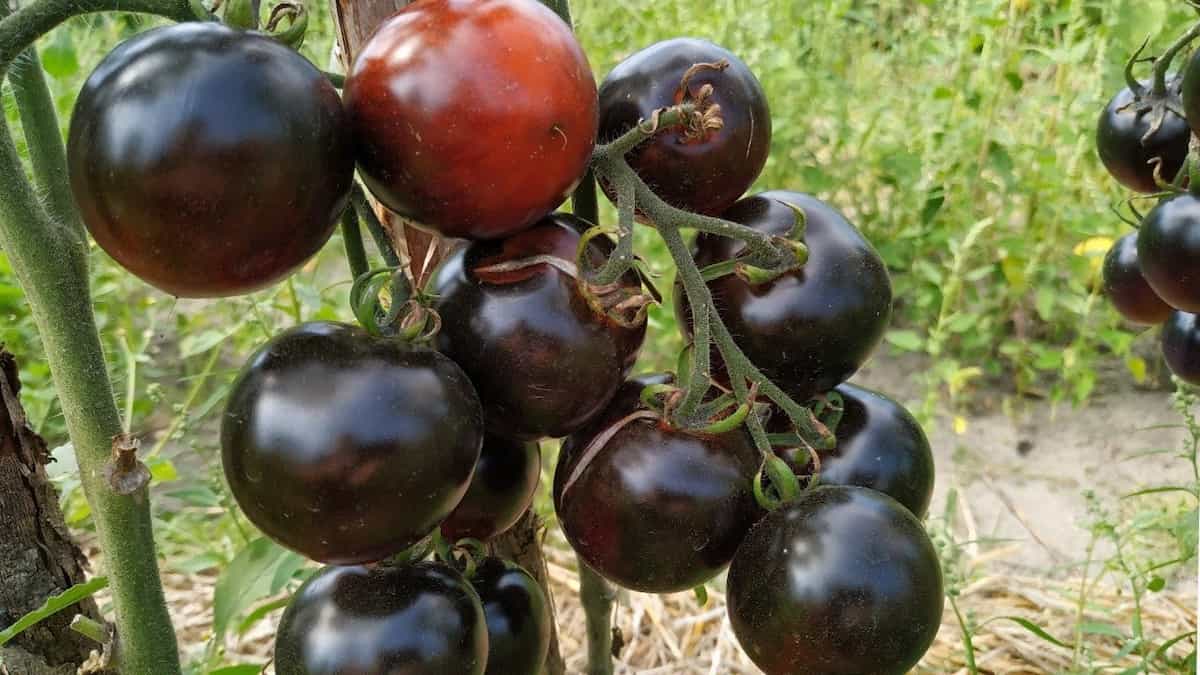  Black and Blue Grape Tomatoes Boxing + The Best Buy Price 