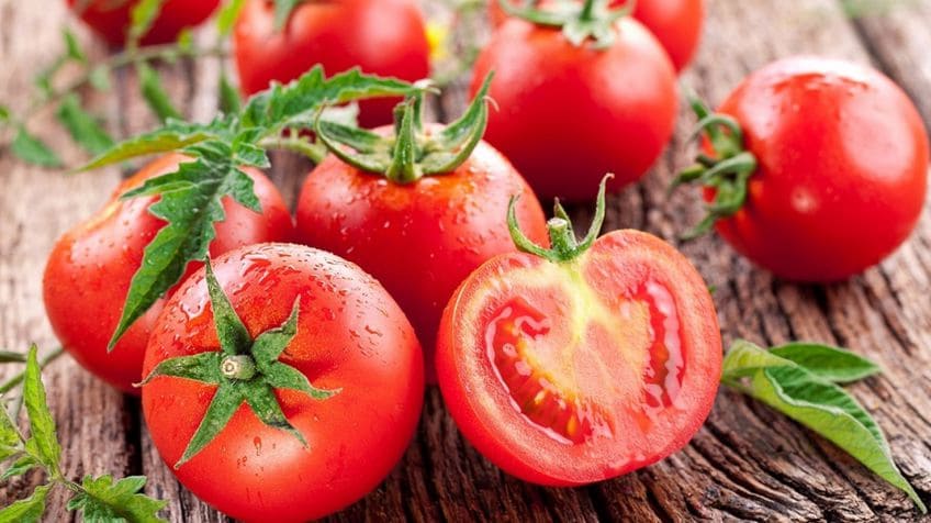  what is tomato plant + purchase price of tomato plant 